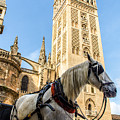 Seville - The Giralda and a white horse