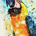 Colorful Parrot - 21